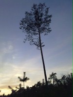 Atchoo